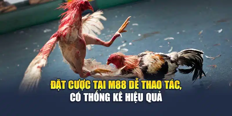 Đá Gà Cựa Sắt M88 Truyền Hình Chuẩn Hd, Dữ Liệu Đầy Đủ 3 Đặt cược tại M88 dễ thao tác, có thống kê hiệu quả