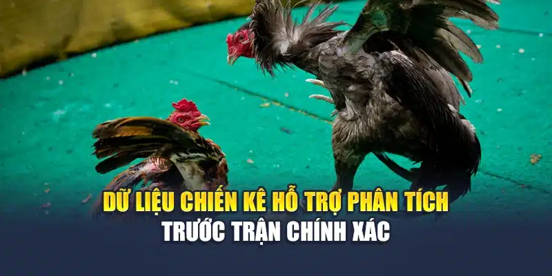 Đá Gà Cựa Sắt M88 Truyền Hình Chuẩn Hd, Dữ Liệu Đầy Đủ 2 Dữ liệu chiến kê hỗ trợ phân tích trước trận chính xác