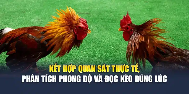 Đá Gà Cựa Dao Philippines Chất Lượng Cao Tại Nhà Cái M88 3 Kết hợp quan sát thực tế, phân tích phong độ và đọc kèo đúng lúc