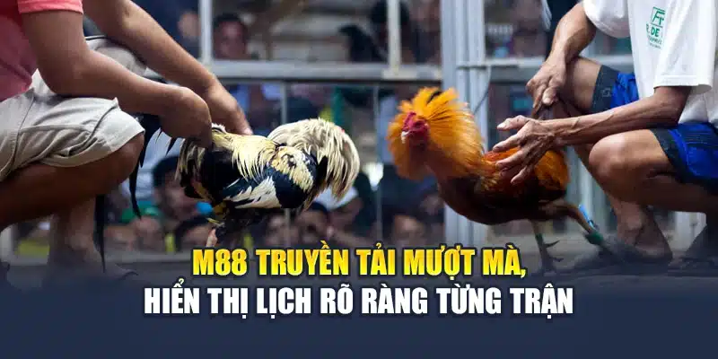 Đá Gà Thomo Trực Tiếp Sắc Nét, Cược Rõ Ràng Tại M88 1 M88 truyền tải mượt mà, hiển thị lịch rõ ràng từng trận